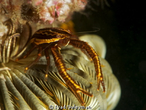 Crinoid squat lobster
Nikon D3s, 105 mm macro lens, +5 S... by Iyad Suleyman 